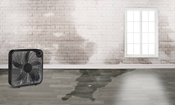 Best Professional water damage repair  in Buena Vista, GA